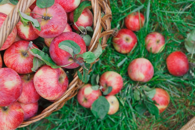 Rieten mand vol rode rijpe appels