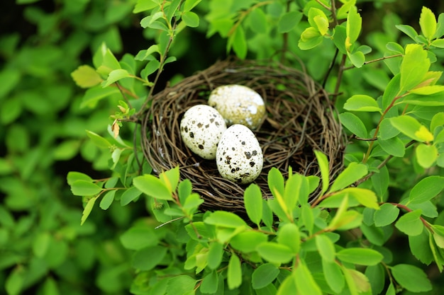 Rieten nest met eieren over groene boom