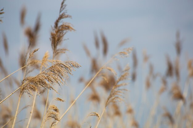 Rietgras in bloei, wetenschappelijke naam Phragmites australis, opzettelijk wazig, zachtjes zwaaiend in de wind aan de oever van een vijver, Wind