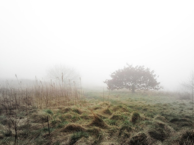 Foto rietjes en bomen in een mistig landschap