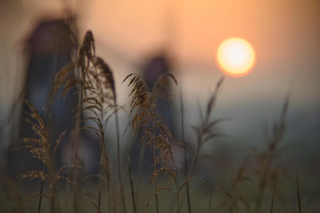 Foto rietjes en zonsopgang