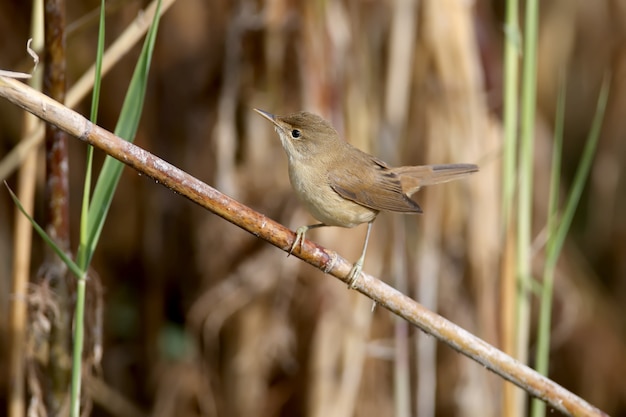 Rietzanger (Acrocephalus scirpaceus) in winterkleed, close-up in natuurlijke habitat voor identificatie