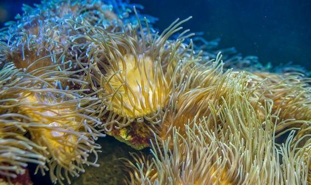 rif, anemoonvis in koraalbank in de zee