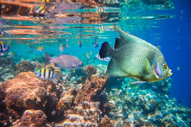 Rif met een verscheidenheid aan harde en zachte koralen en tropische vissen. Maldiven Indische Oceaan koraalrif.
