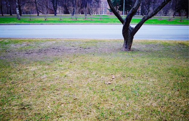 Photo right aligned park tree on the road background