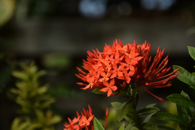 Right side Red Ixora blur background