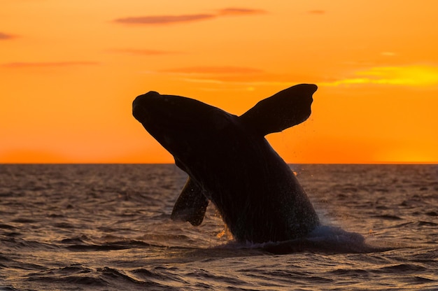 Right whale, Peninsula Valdes, Chubut Province,  Patagonia Argentina