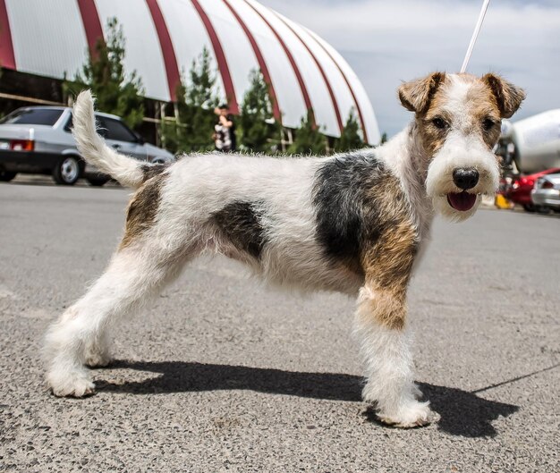 Photo rigid fox terrier at the exhibition