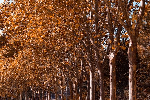 Rij bomen met droge bladeren in de herfst. Ruimte kopiëren. Selectieve aandacht.