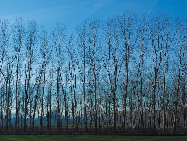 Rij hoge bomen