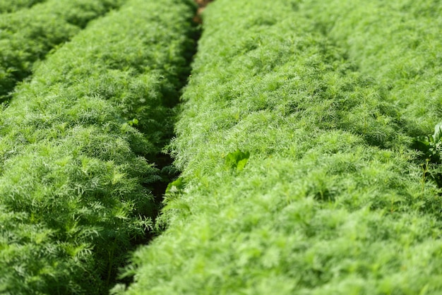 Rij kosmos plant veld in de natuur