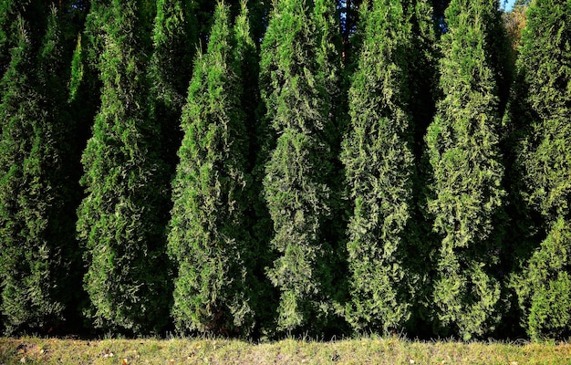 Rij thuja cupressus in herfst parklandschap