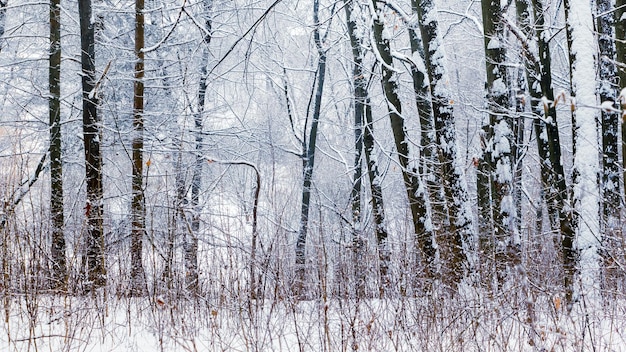 Rij van besneeuwde bomen in winter forest_