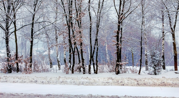 Rij van besneeuwde bomen in winter park_