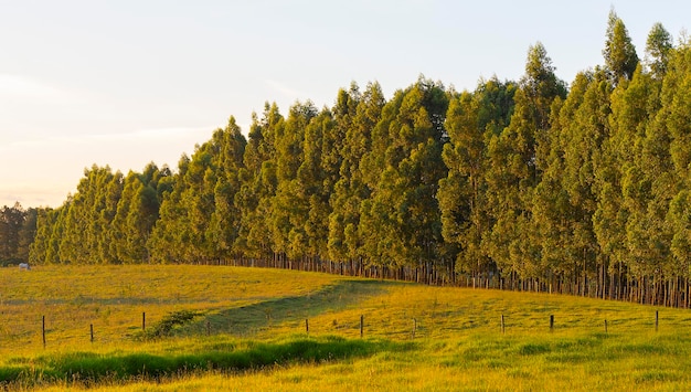 Rij van eucalyptus op een zonnige dag