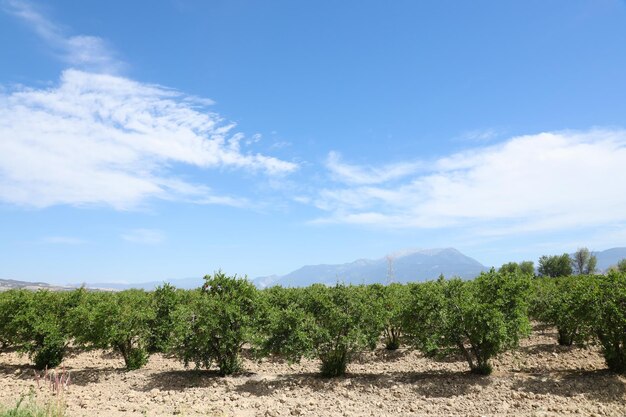 Rij van granaatappelbomen met rijp fruit op groene takken