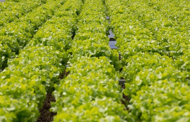 Rij van groene bladsla biologische boerderij landbouw voor salades eten