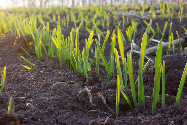 Rij van jonge spruiten van tarwe of gerst ontkieming van graan in de grond in het veld zachte stralen van de zon in het frame Verbouwen van granen in de landbouw