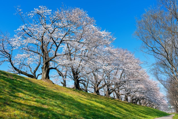 Rij van kersenbloesems bomen in het voorjaar, Kyoto in Japan.