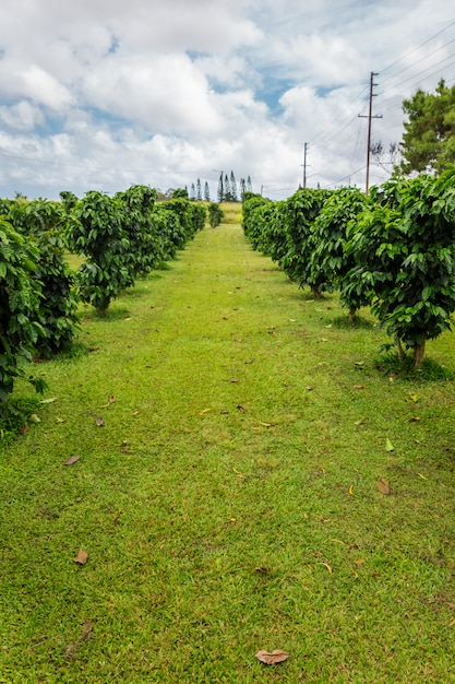 Rij van koffie bomen op koffie plantage op Oahu eiland
