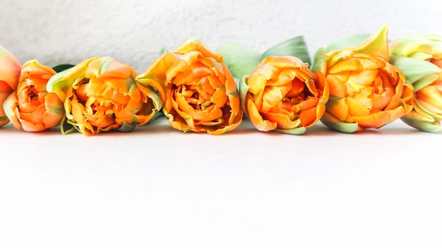 Rij van mooie oranje tulpen op witte achtergrond. Perfect voor wenskaarten op de achtergrond