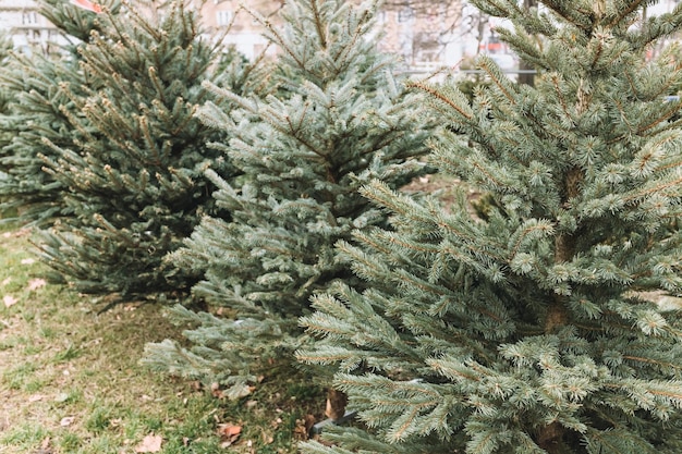 Rij van natuurlijke kerstbomen op de boerenmarkt