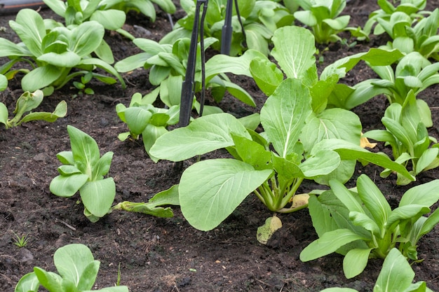 Rij van sla salade in de moestuin