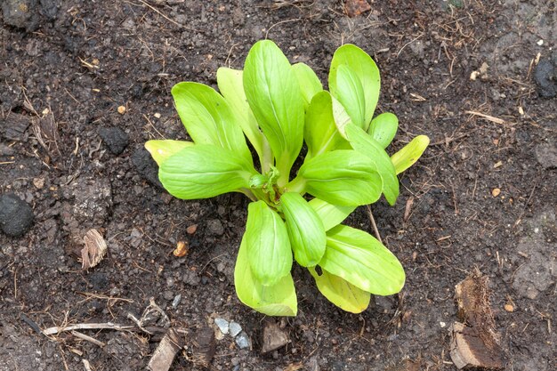 Rij van sla salade in de moestuin