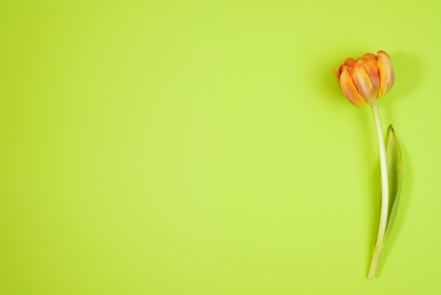 Rij van tulpen op coloful achtergrond met ruimte voor bericht. Moederdag achtergrond. Bovenaanzicht