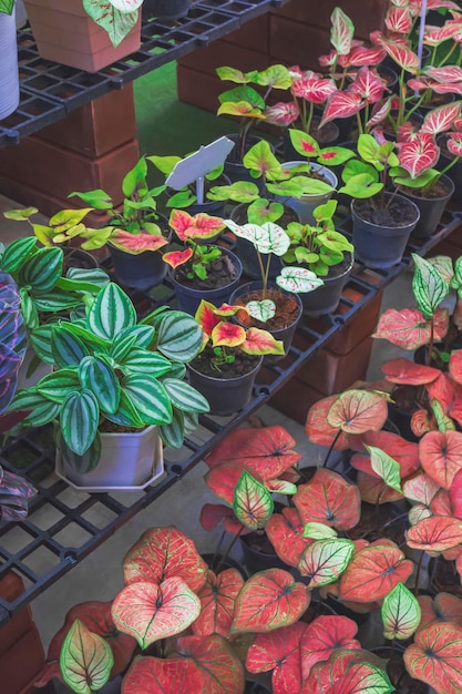 Rij van veel verschillende kleurrijke Caladium tweekleurige planten op planken die te koop zijn op de buitenmarkt