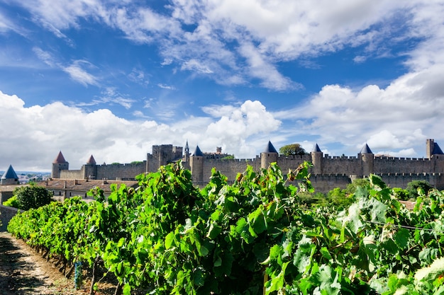 Rij wijnstokdruif in champagnewijngaarden bij Carcassonne-achtergrond, Frankrijk
