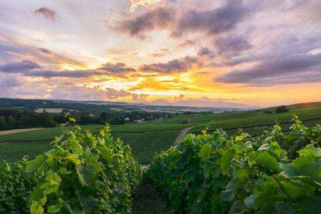 Rij wijnstokdruif in champagnewijngaarden bij montagne de reims, Reims, Frankrijk