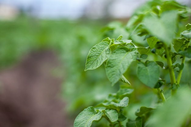 rijen aardappelen in de tuin voorbereiding voor het oogsten van de landbouw teelt van aardappel