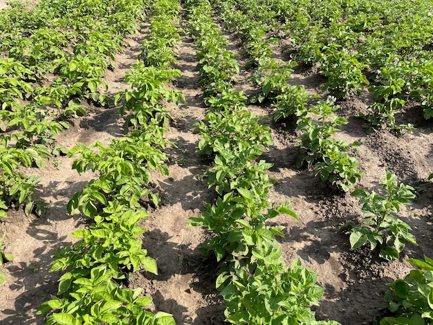 Rijen aardappelplanten in een veld met rechtsonder het woord aardappel.