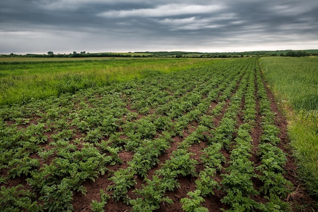 Rijen biologische groeiende aardappelen op het veld