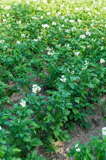 Rijen bloeiende aardappelstruiken in de tuin. Nieuwe oogst. Verticaal.