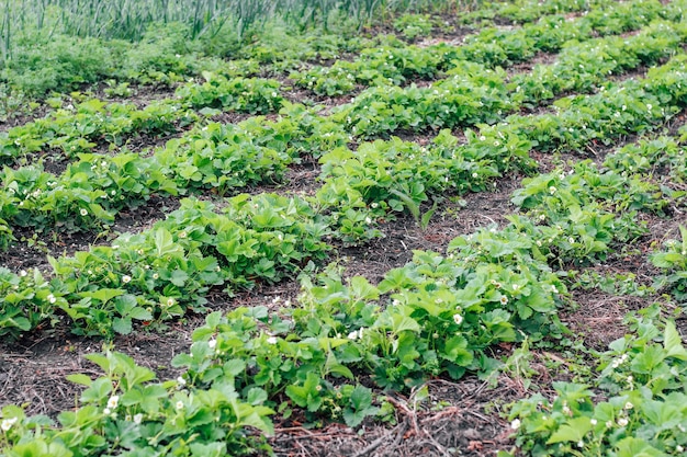 Rijen bloeiende aardbeienstruiken op een boerderij