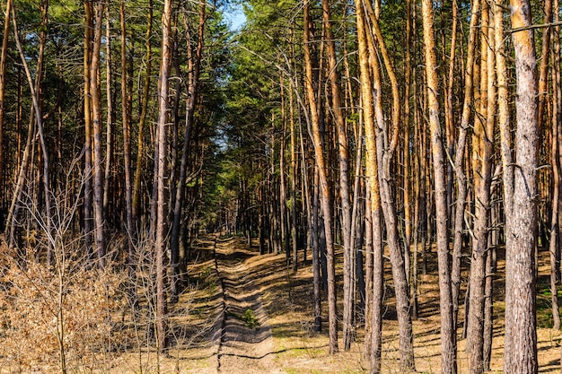 Rijen dennenbomen in een bos