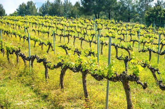 Rijen druiven in een Europese wijngaard bij zonsondergang