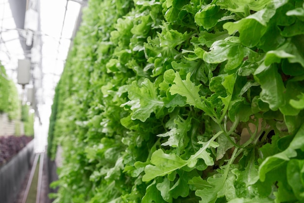 Rijen groenten in biologische verticale landbouw