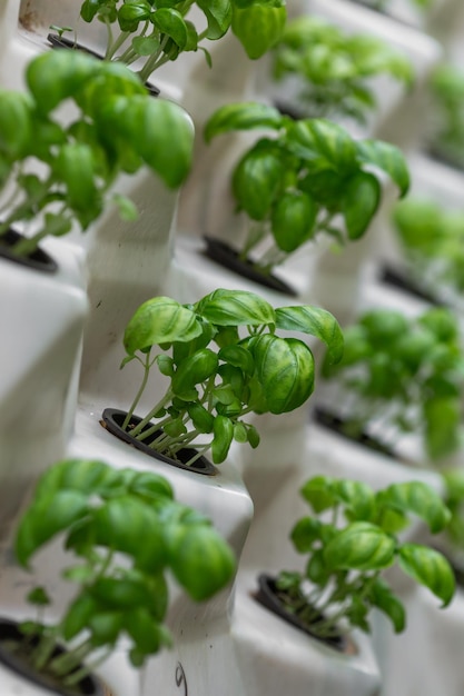 Rijen groenten in biologische verticale landbouw