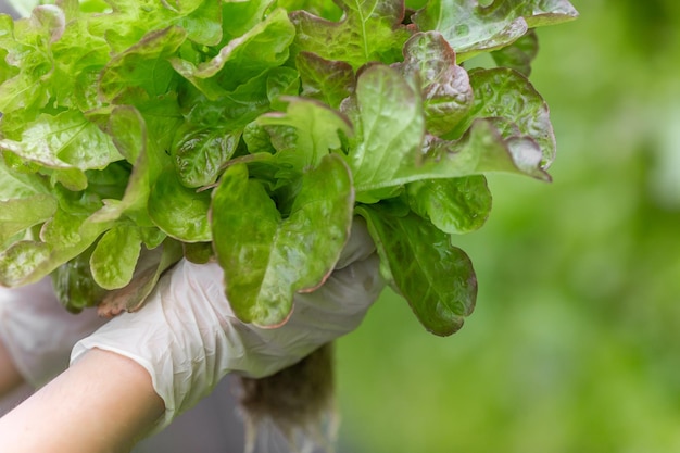 Rijen groenten in biologische verticale landbouw