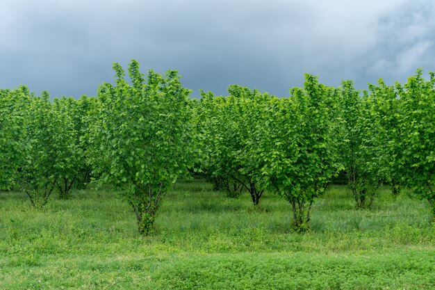 Rijen hazelnootplantages in de regio Samegrelo