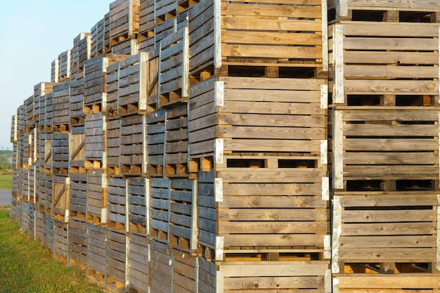 Foto rijen houten kratten kratten en pallets voor het opslaan en vervoeren van fruit en groenten in het productielager van het magazijn op het grondgebied van het agro-industriële complex