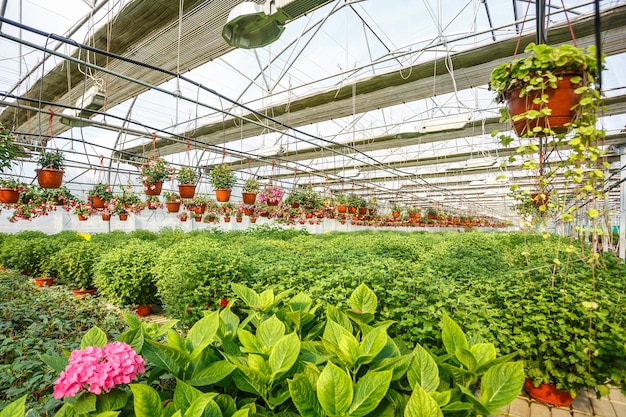 Rijen jonge bloemen in kas met veel kamerplanten op plantage