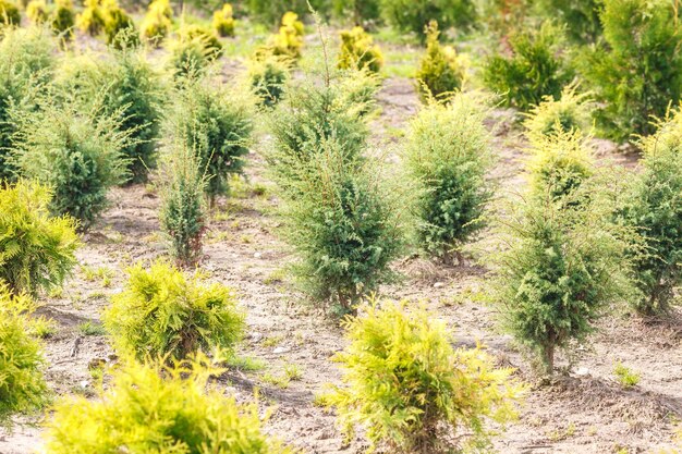 Rijen jonge coniferen in kas met veel planten op plantage