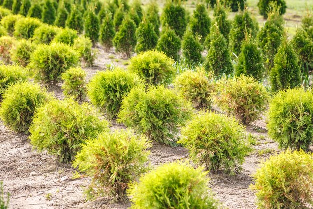 Rijen jonge coniferen in kas met veel planten op plantage