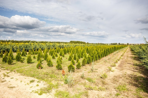 Rijen jonge coniferen in kas met veel planten op plantage