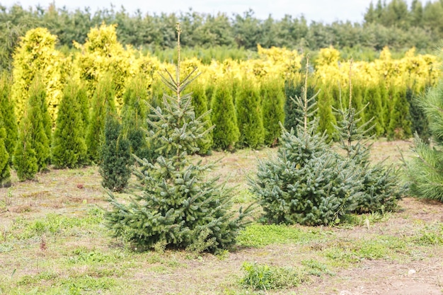 Rijen jonge coniferen in kas met veel planten op plantage