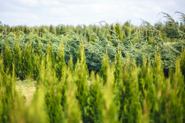 Rijen jonge coniferen in kas met veel planten op plantage